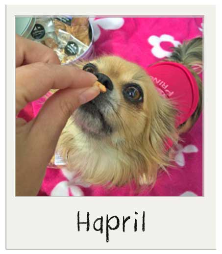 Hapril - Mini friandises pour chiens Parmesan BIO